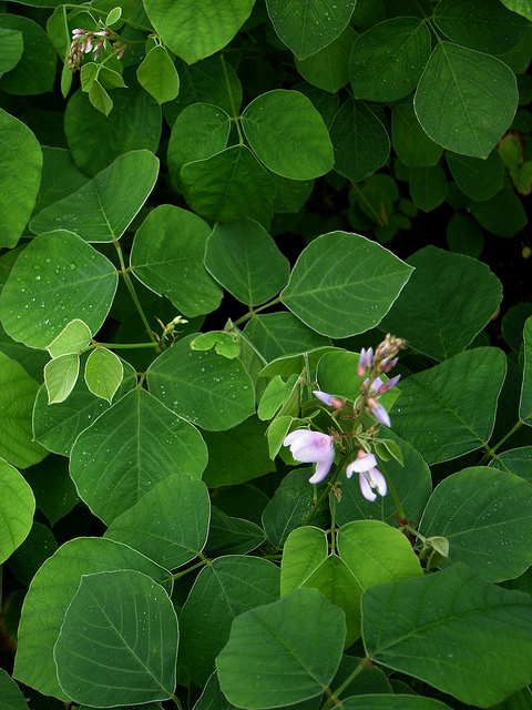 Desmodium elegans
