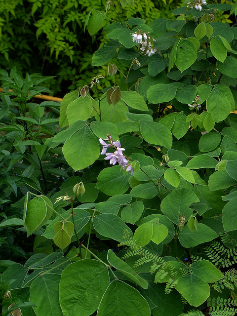 Desmodium elegans