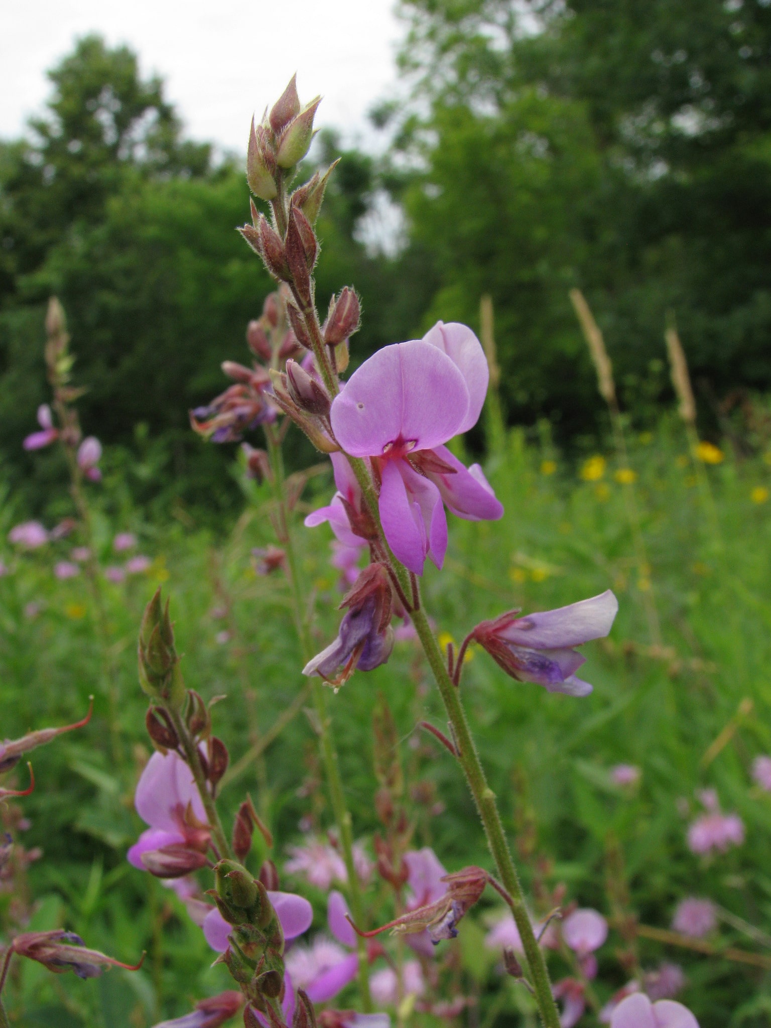 Desmodium glutinosum
