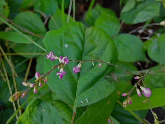 Desmodium glutinosum