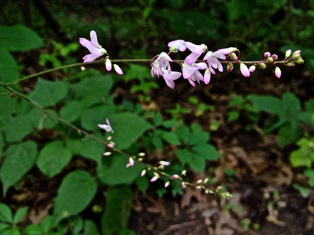 Desmodium glutinosum