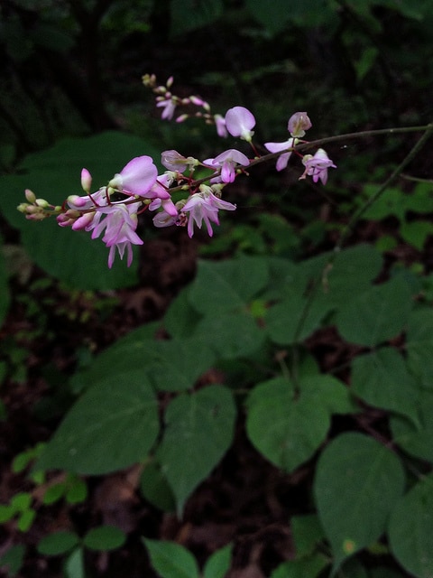 Desmodium glutinosum