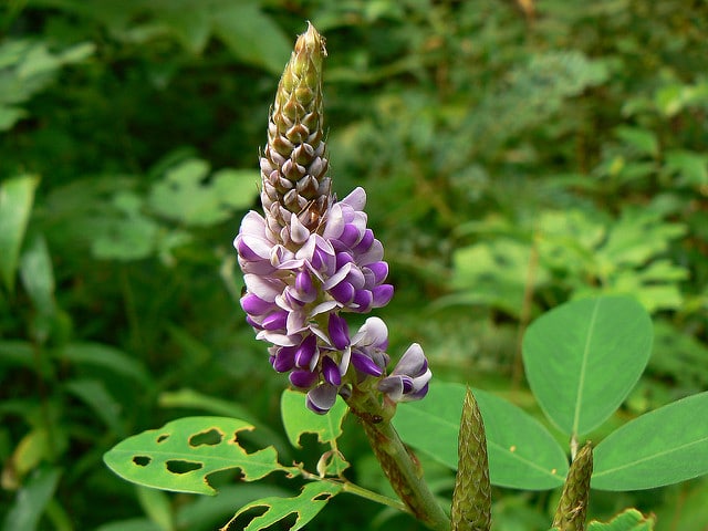 Desmodium heterocarpon