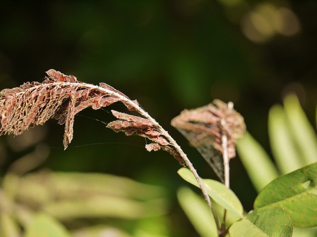 Desmodium heterocarpon