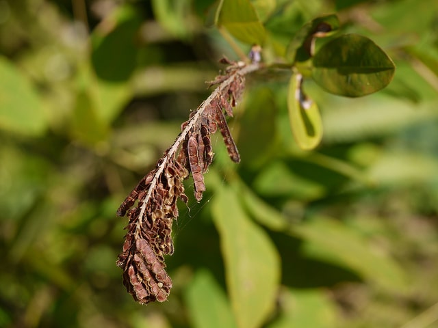 Desmodium heterocarpon