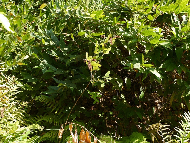 Desmodium heterocarpon