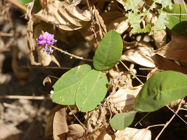 Desmodium heterocarpon