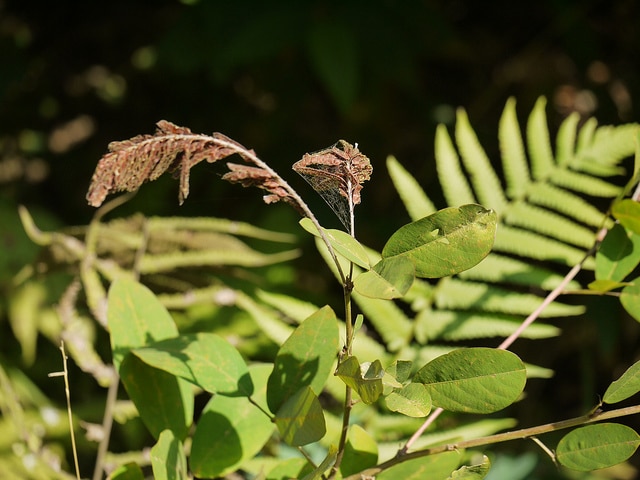 Desmodium heterocarpon