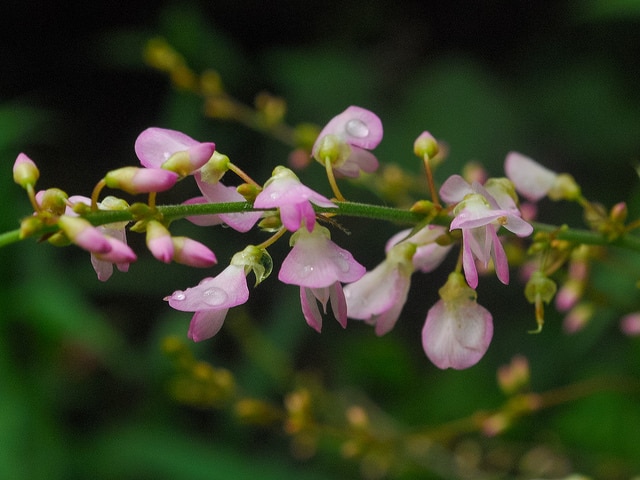 Desmodium illinoense
