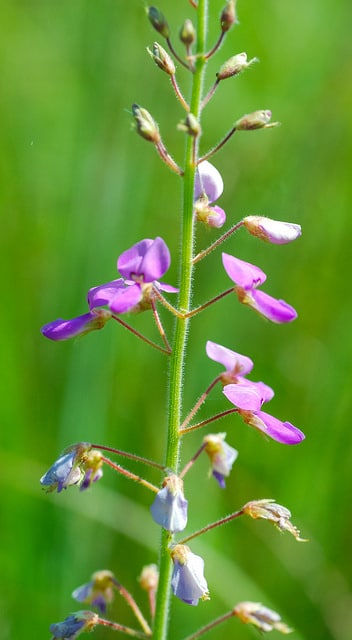Desmodium illinoense