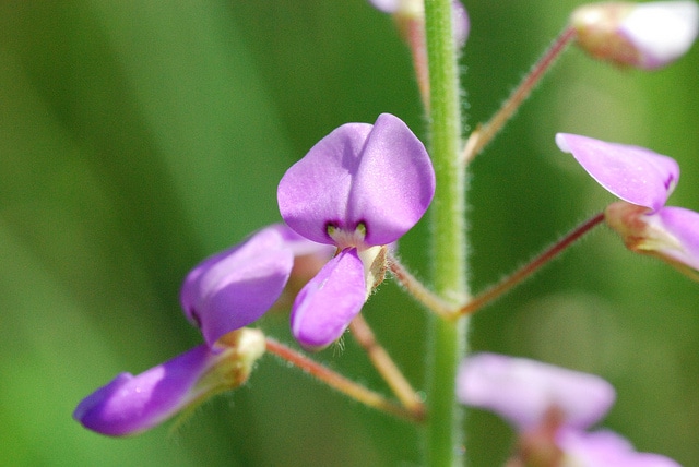 Desmodium illinoense