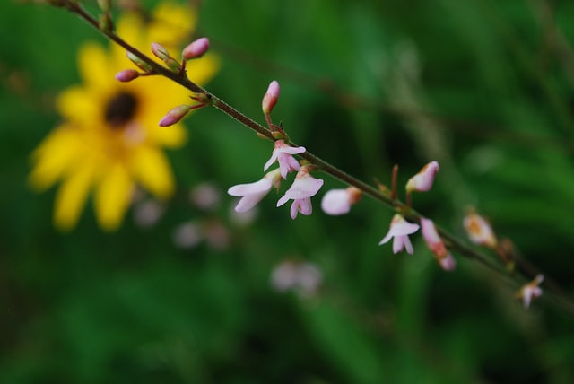 Desmodium illinoense