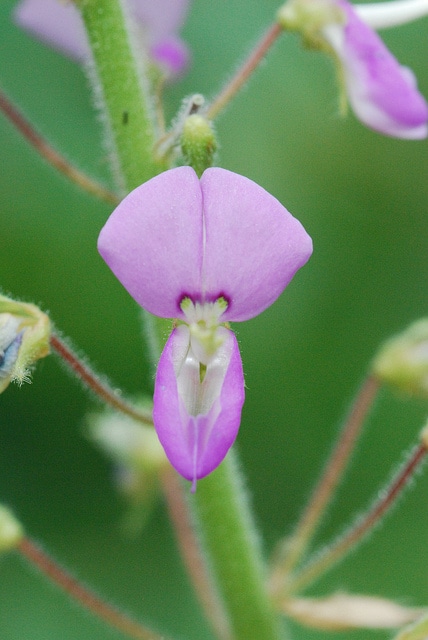 Desmodium illinoense