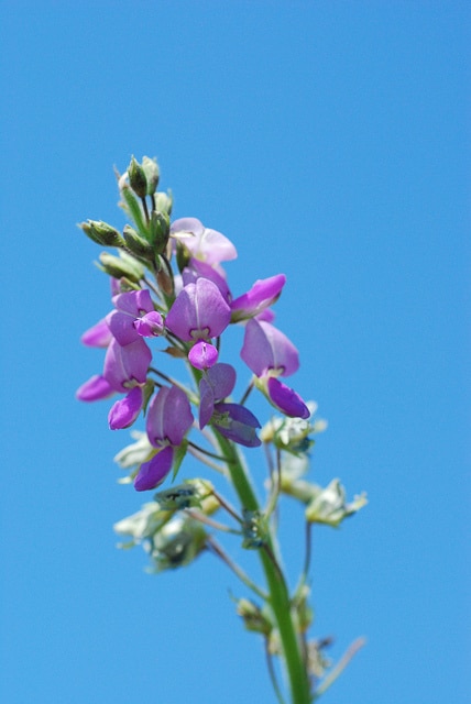 Desmodium illinoense