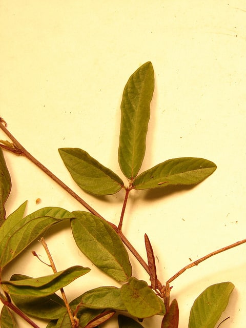 Desmodium incanum
