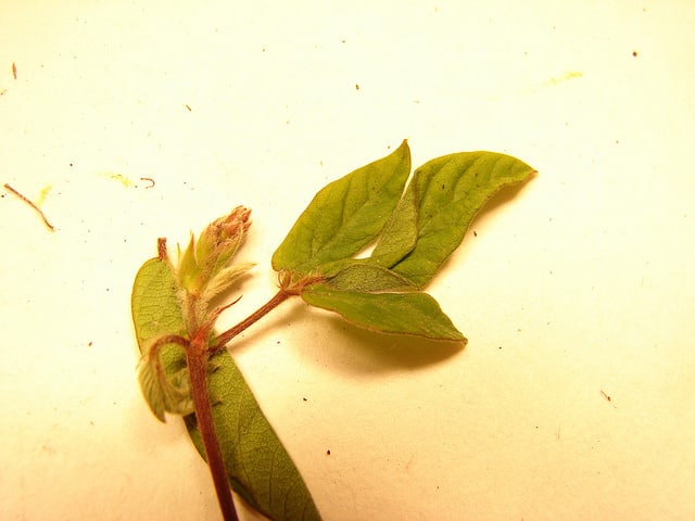 Desmodium incanum