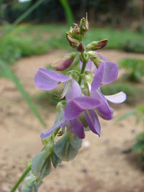 Desmodium incanum