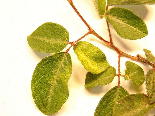 Desmodium incanum