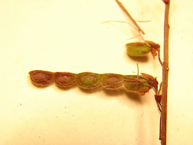 Desmodium incanum