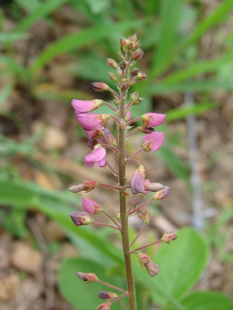 Desmodium incanum