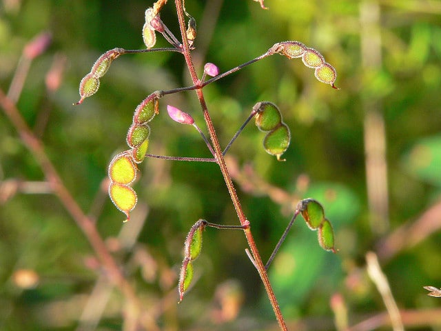 Desmodium marilandicum