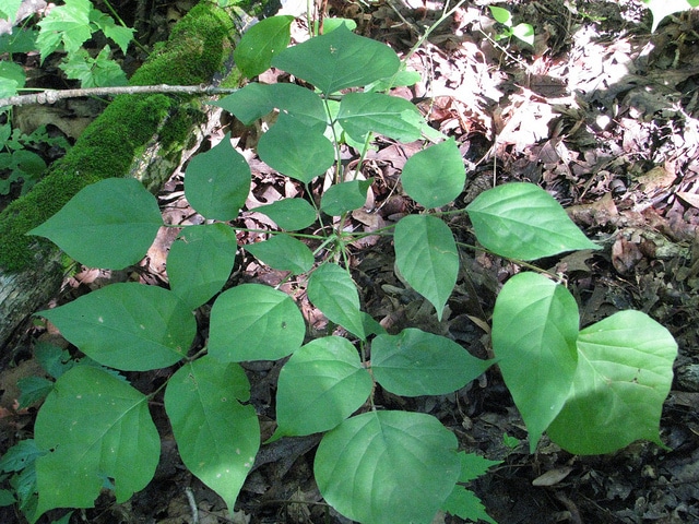 Desmodium nudiflorum