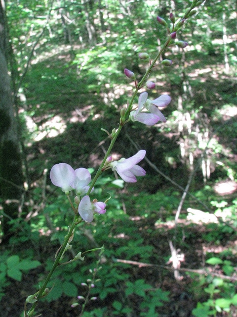 Desmodium nudiflorum