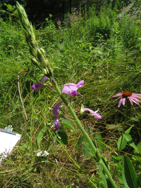 Desmodium nudiflorum