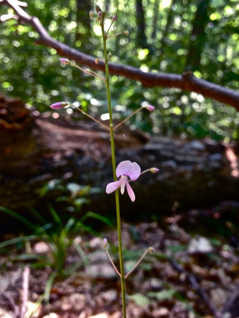 Desmodium nudiflorum