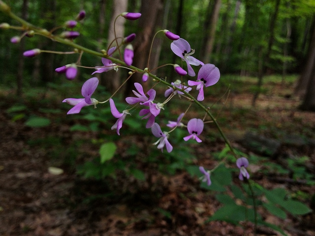 Desmodium nudiflorum
