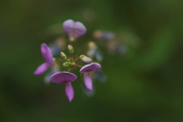 Desmodium paniculatum