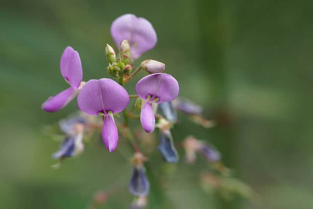 Desmodium paniculatum