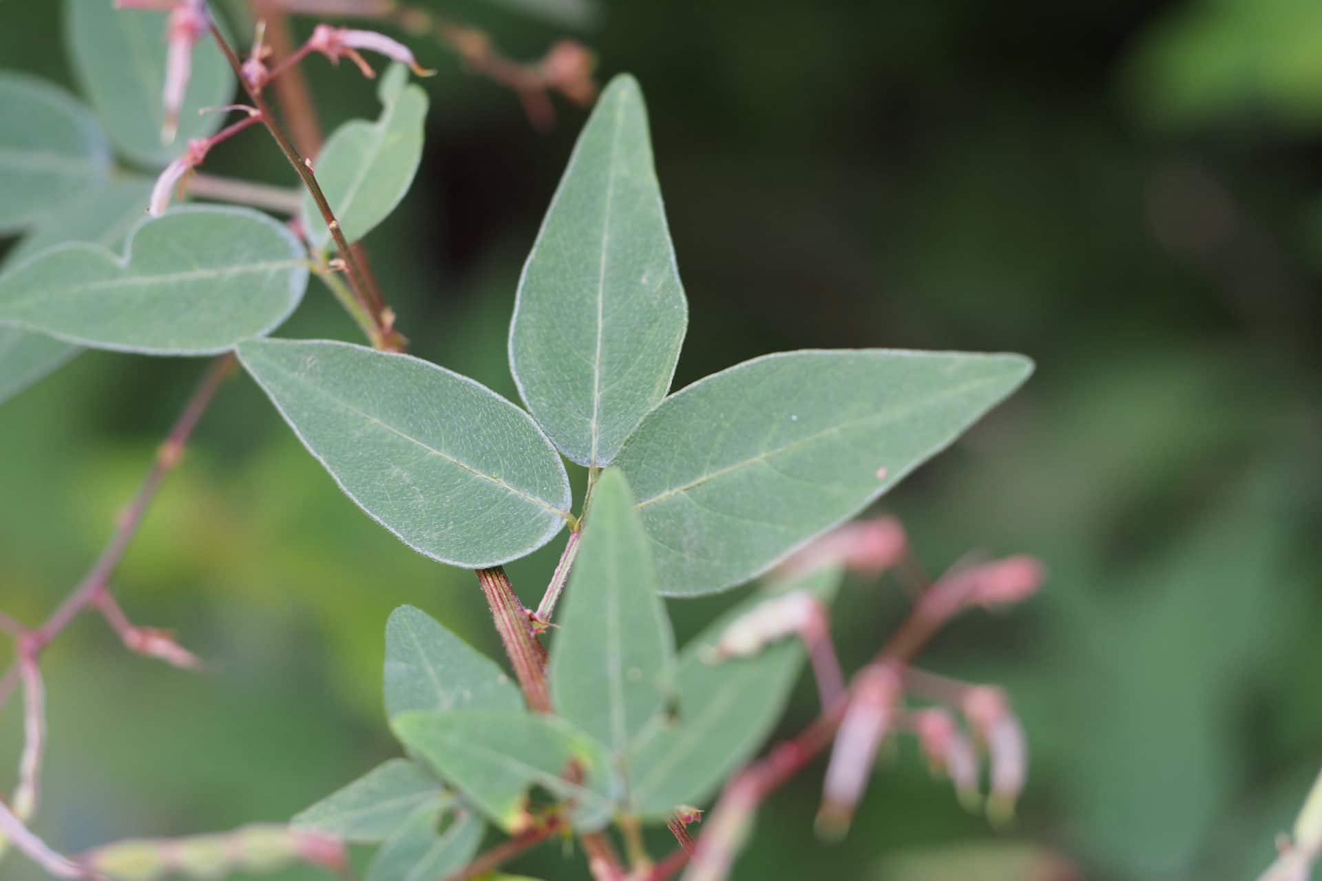 Desmodium paniculatum