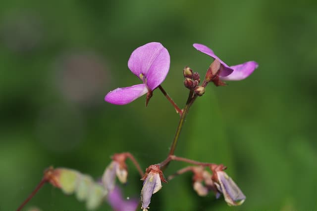 Desmodium paniculatum