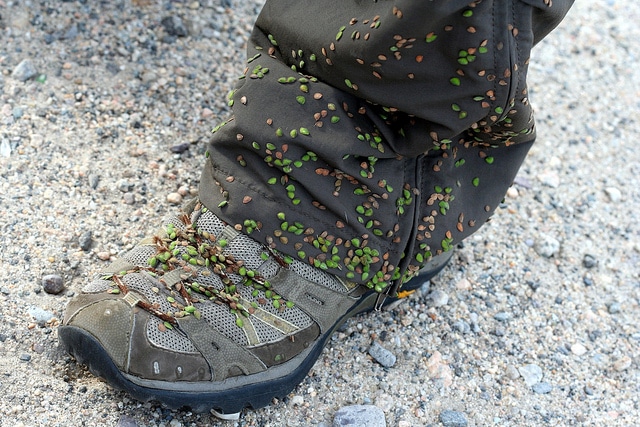 Desmodium paniculatum