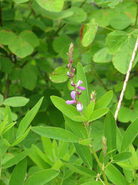 Desmodium paniculatum