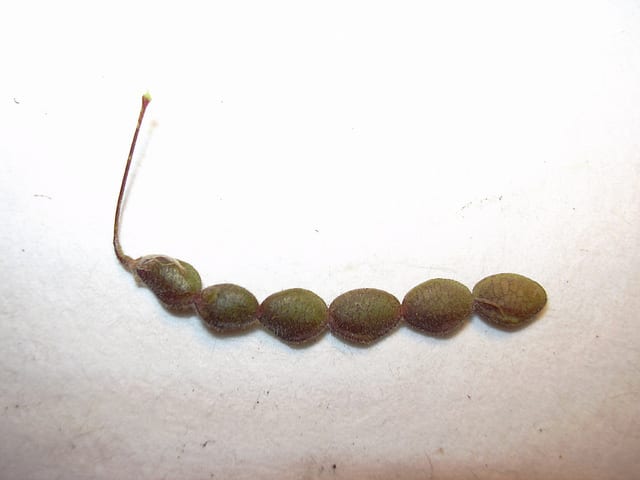 Desmodium tortuosum