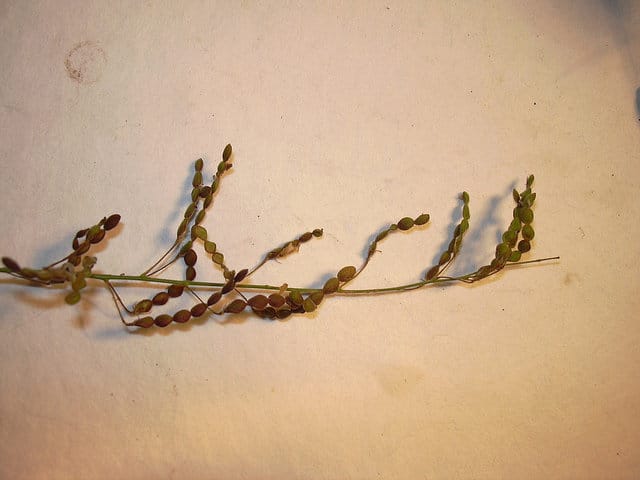 Desmodium tortuosum