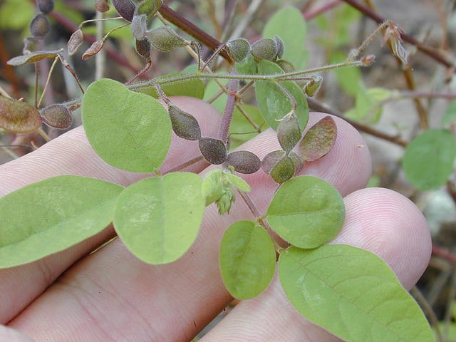 Desmodium tortuosum