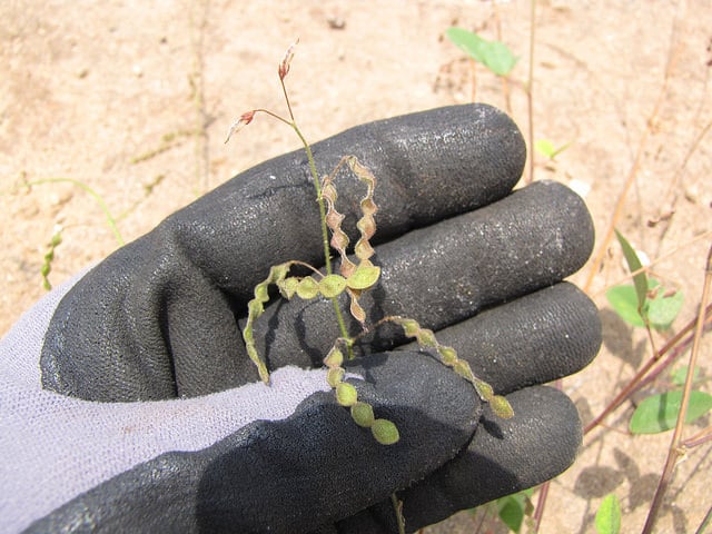 Desmodium tortuosum