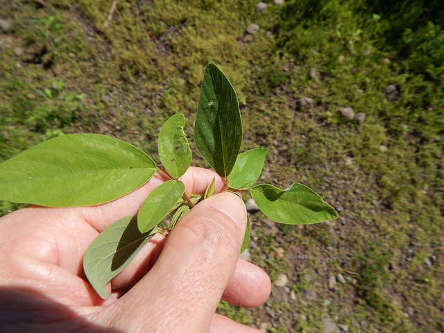 Desmodium tortuosum