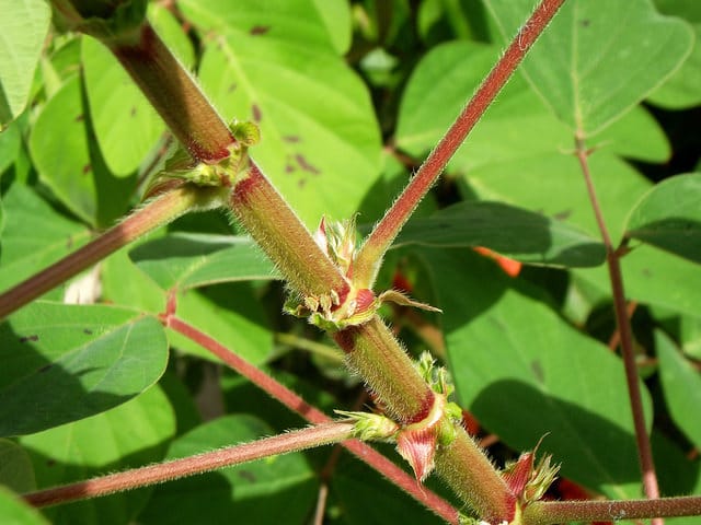 Desmodium tortuosum
