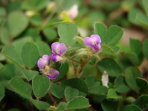 Desmodium triflorum