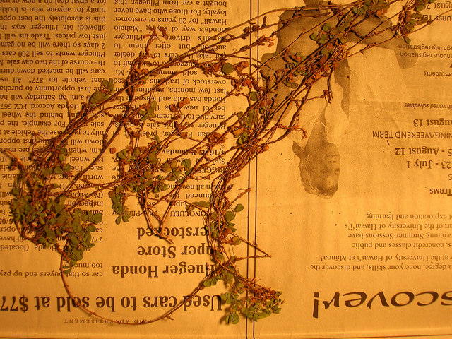 Desmodium triflorum