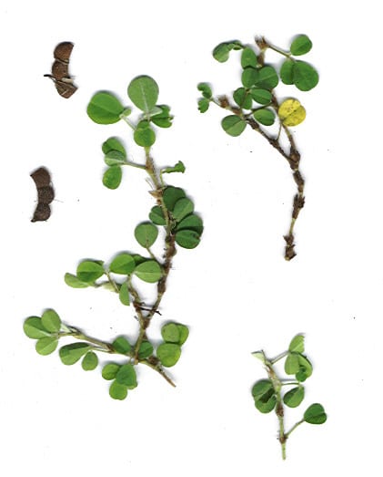 Desmodium triflorum