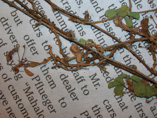 Desmodium triflorum