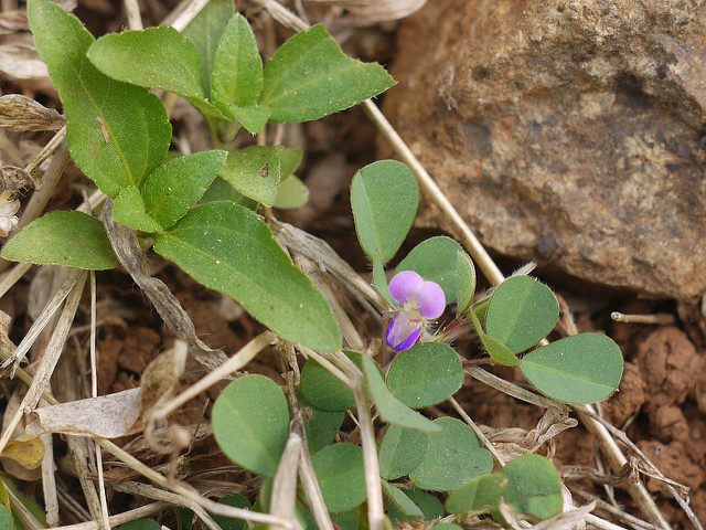 Desmodium triflorum