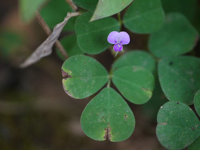 Desmodium triflorum