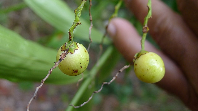Desmoncus orthacanthos