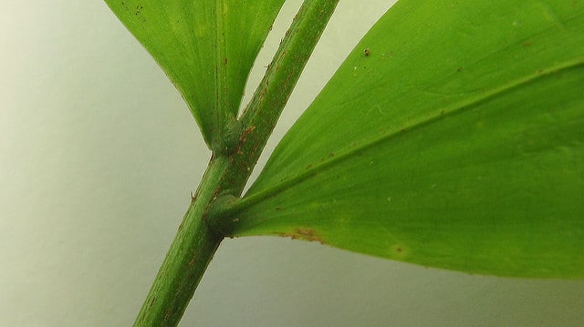 Desmoncus orthacanthos